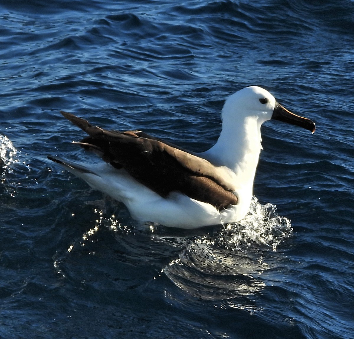 Indian Yellow-nosed Albatross - Rodney van den Brink