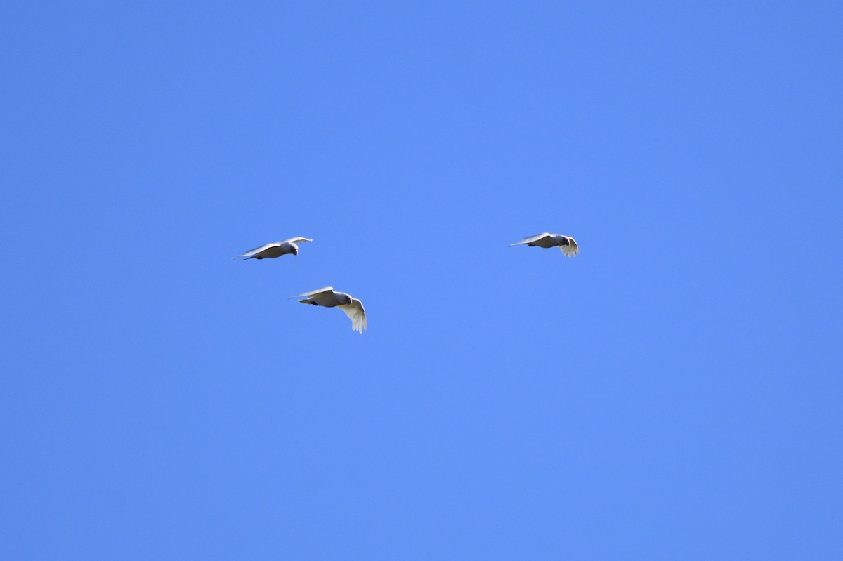 Long-billed Corella - Ken Crawley