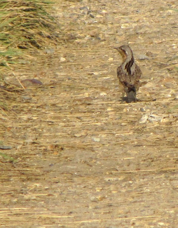 Eurasian Wryneck - Peter Milinets-Raby