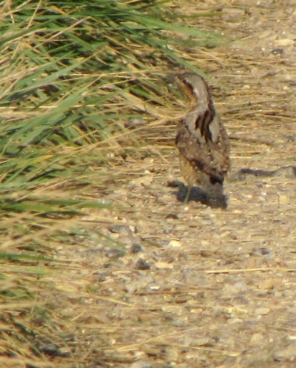 Eurasian Wryneck - Peter Milinets-Raby