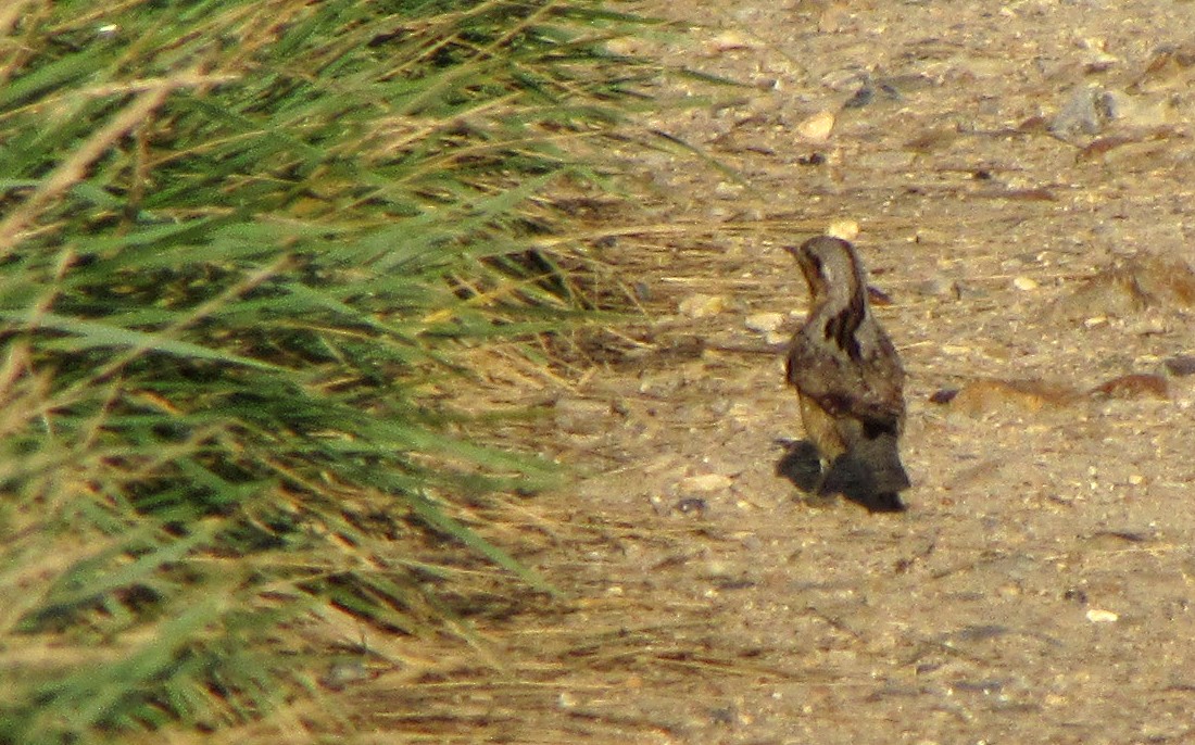 Eurasian Wryneck - Peter Milinets-Raby