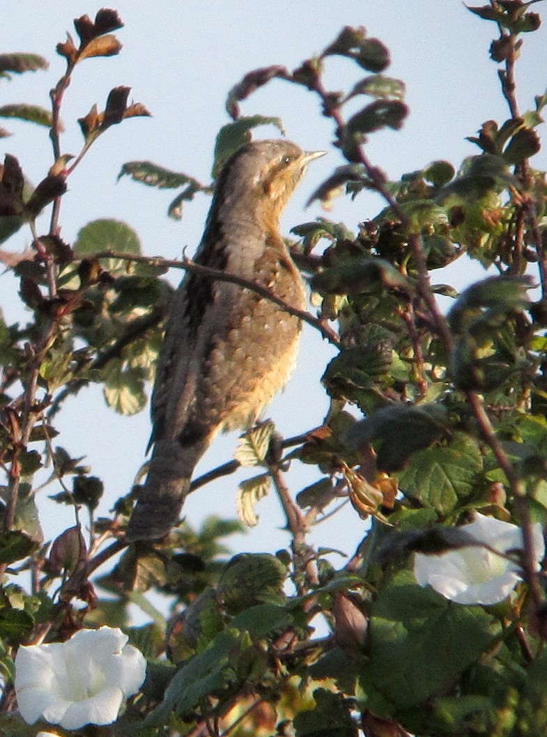 Eurasian Wryneck - Peter Milinets-Raby
