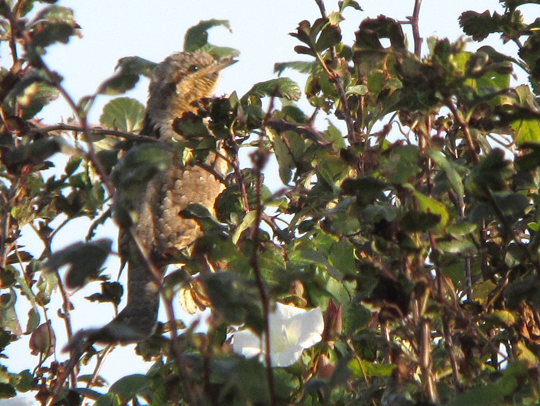 Eurasian Wryneck - Peter Milinets-Raby