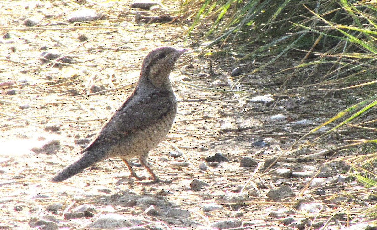 Eurasian Wryneck - Peter Milinets-Raby