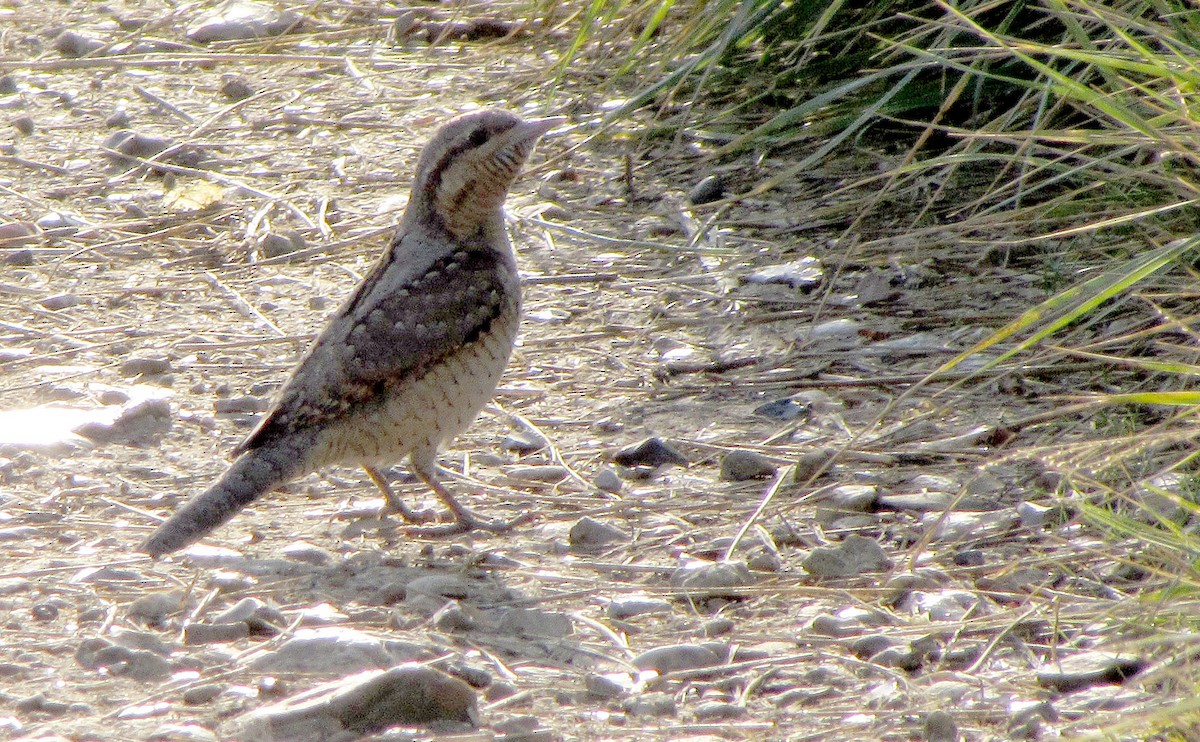 Eurasian Wryneck - Peter Milinets-Raby