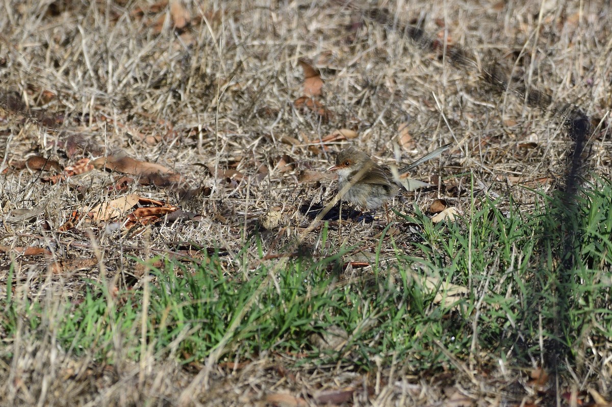 Superb Fairywren - Ken Crawley