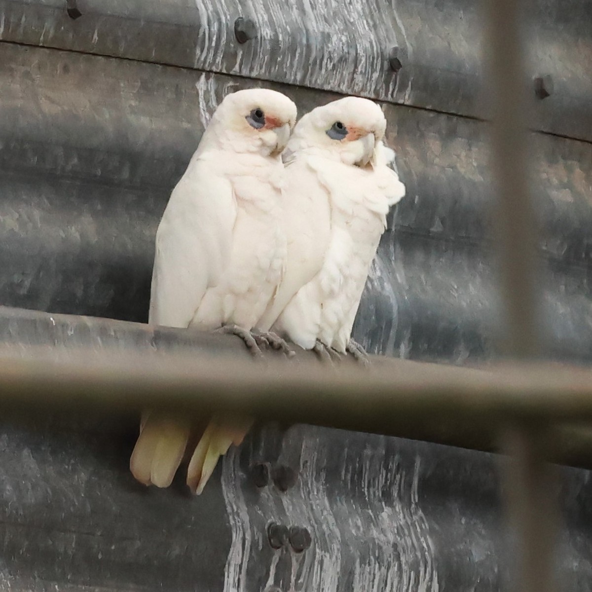 Little Corella - Mark and Angela McCaffrey