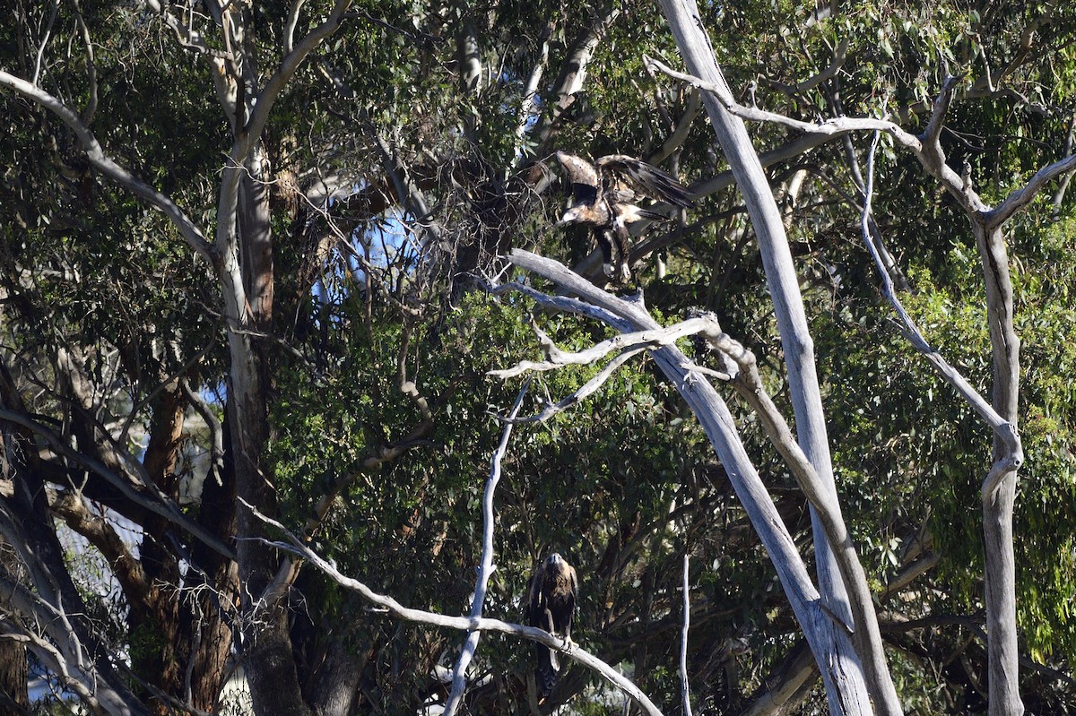 Wedge-tailed Eagle - Ken Crawley