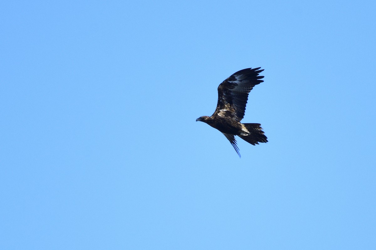 Wedge-tailed Eagle - Ken Crawley