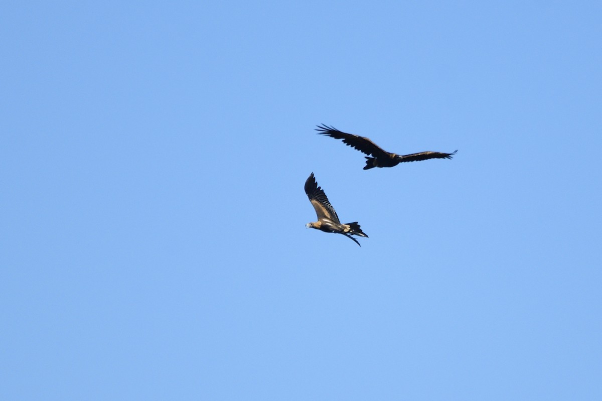 Wedge-tailed Eagle - Ken Crawley