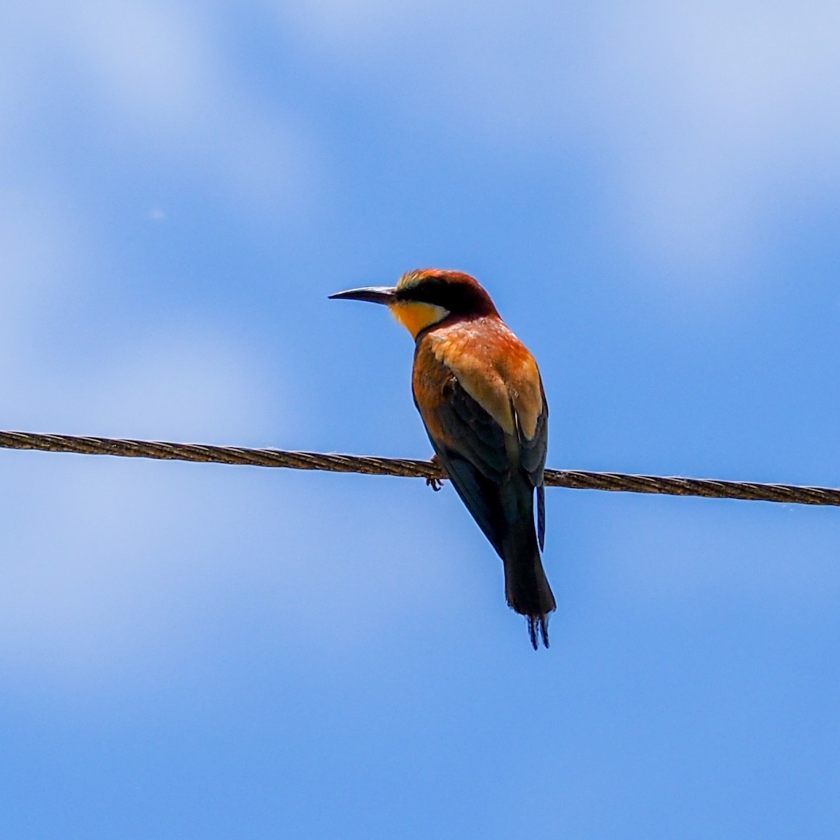 European Bee-eater - alberto Zubiaurre