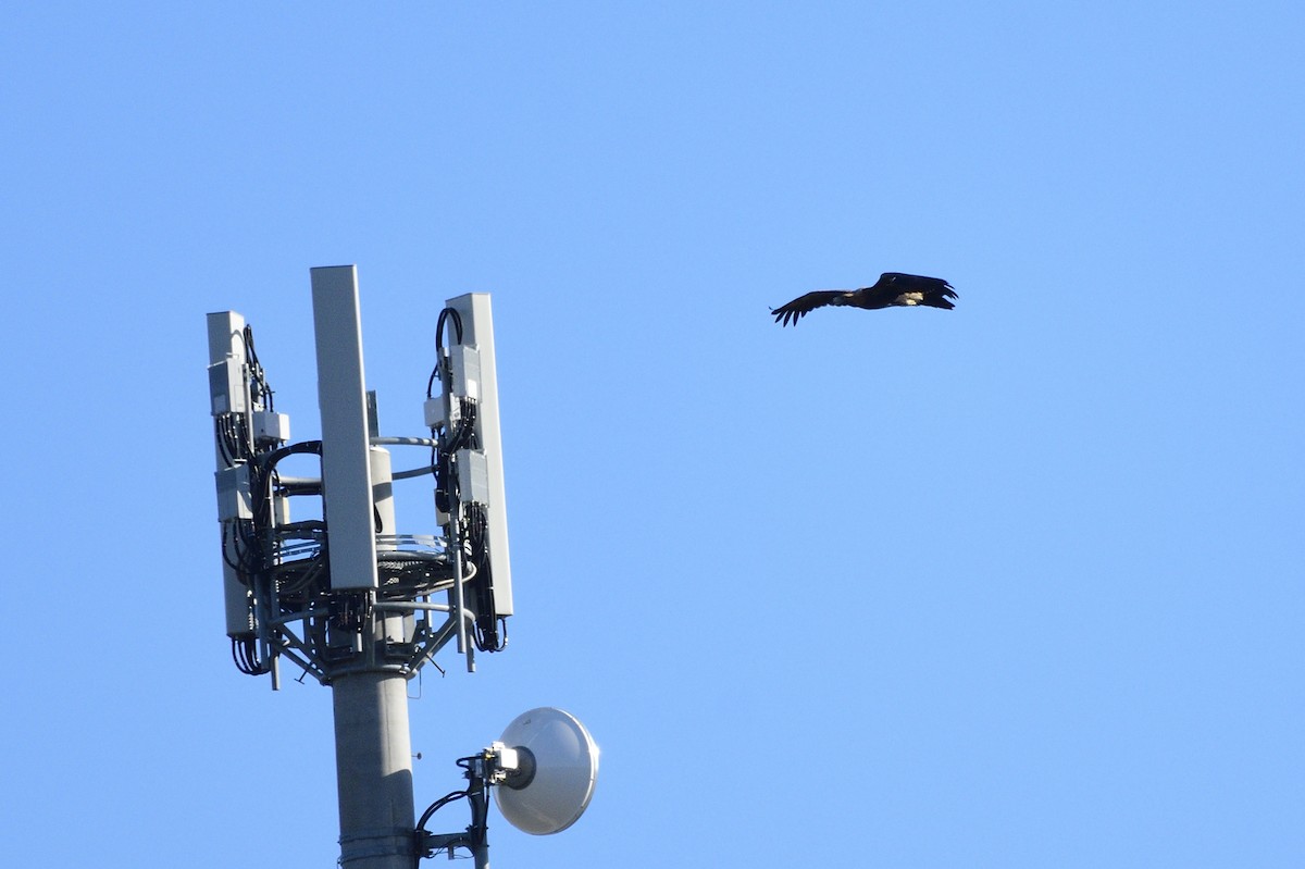 Wedge-tailed Eagle - Ken Crawley