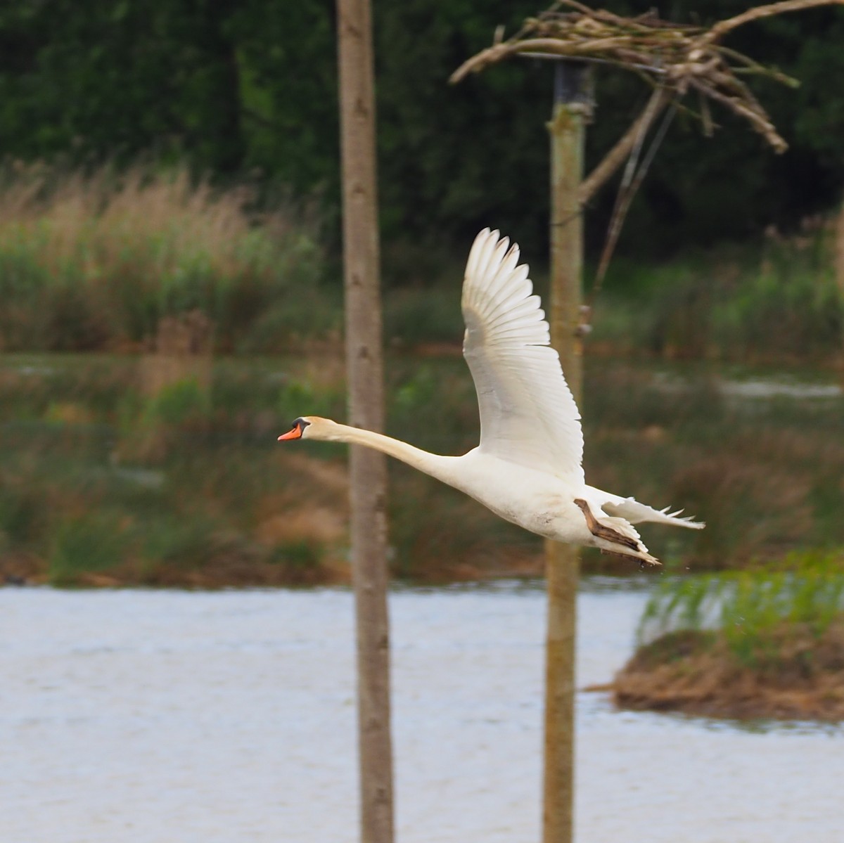 Mute Swan - ML619663788