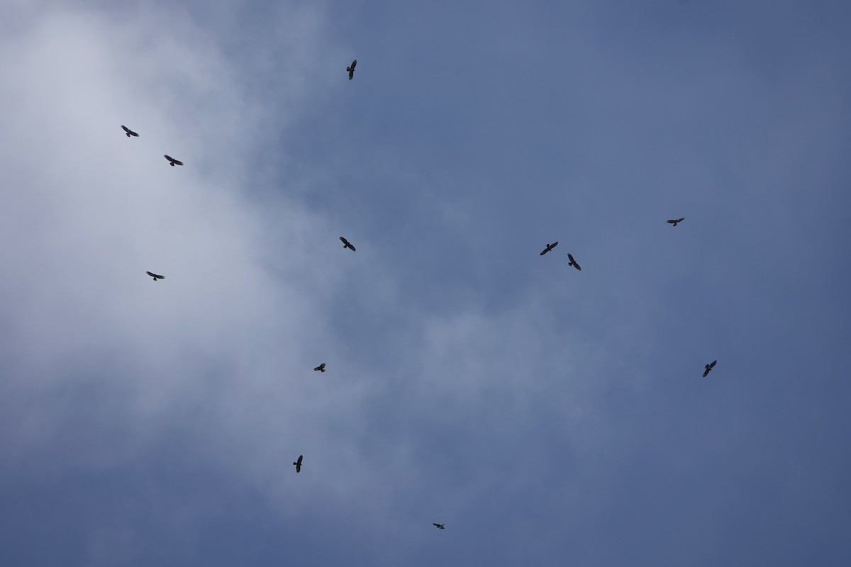 European Honey-buzzard - Luís Lourenço