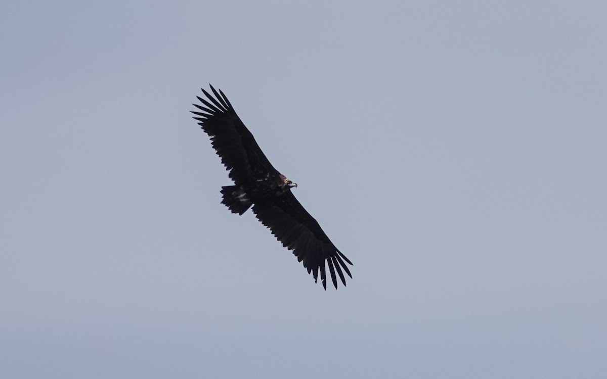 Cinereous Vulture - Luís Lourenço