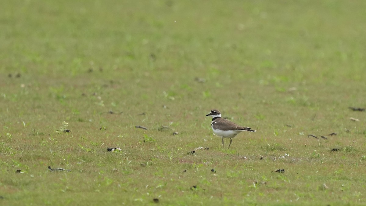 Killdeer - Sunil Thirkannad