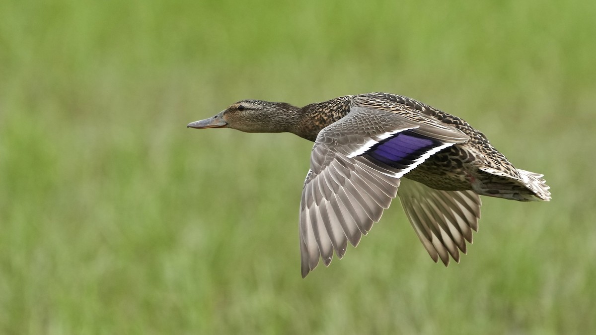 Mallard - Sunil Thirkannad