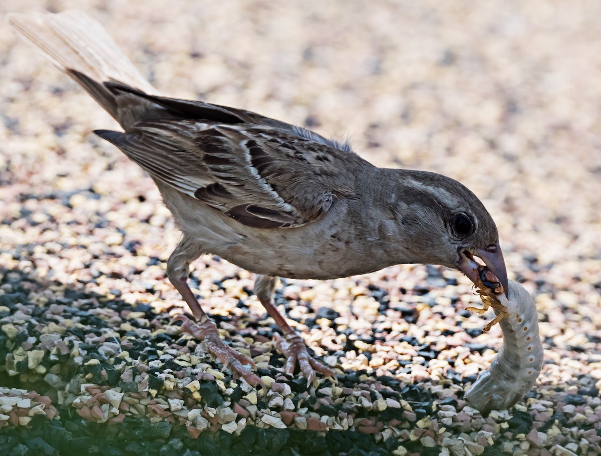 House Sparrow - chandana roy