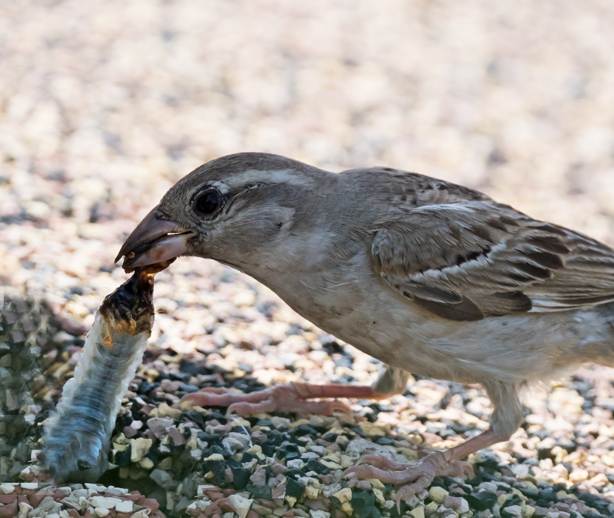 House Sparrow - chandana roy