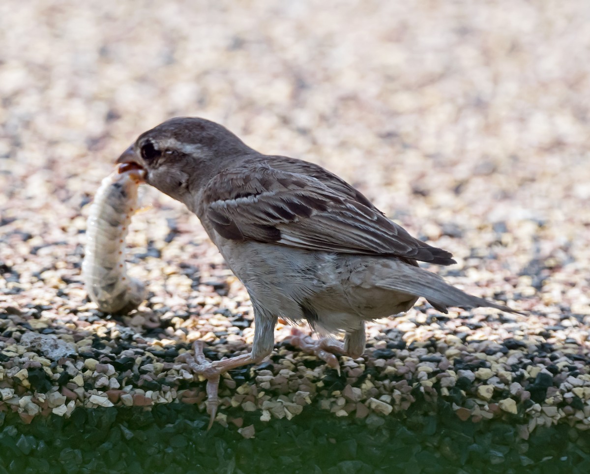 House Sparrow - chandana roy