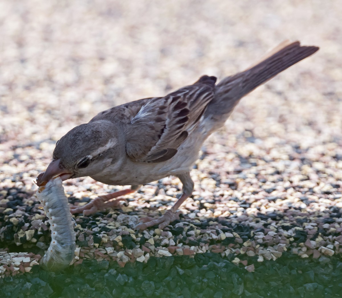 House Sparrow - chandana roy