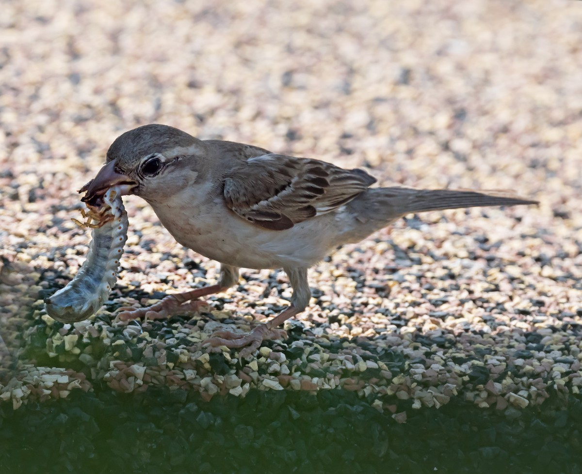 House Sparrow - chandana roy