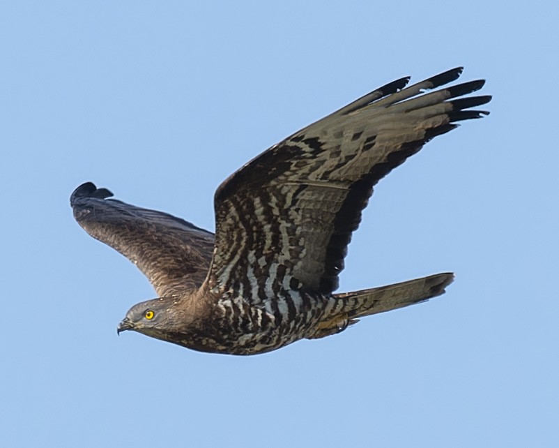 European Honey-buzzard - john Butters