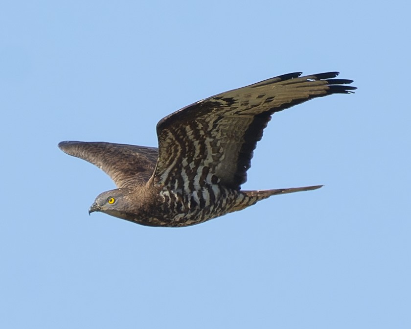 European Honey-buzzard - john Butters