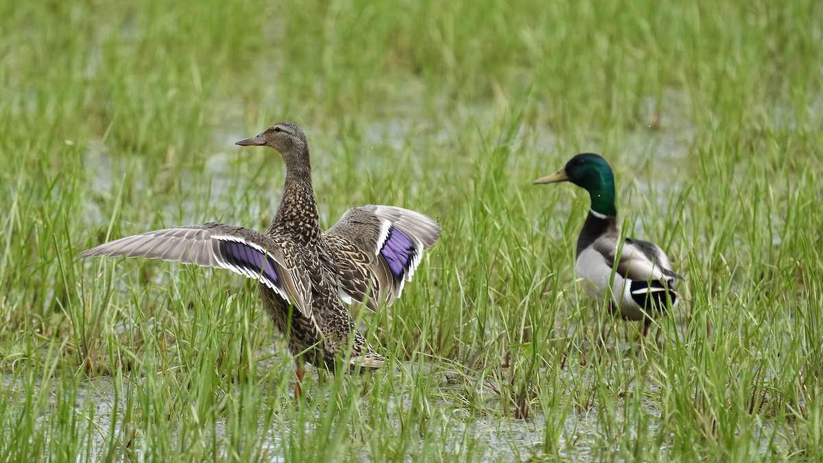 Mallard - Sunil Thirkannad