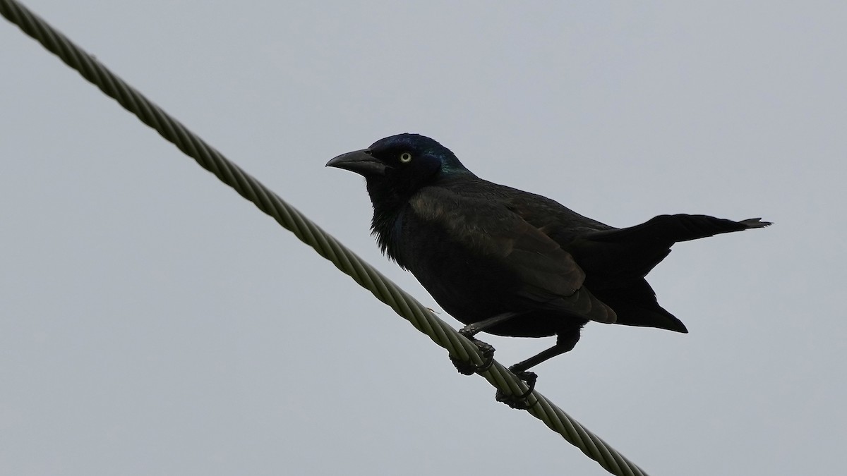 Common Grackle - Sunil Thirkannad