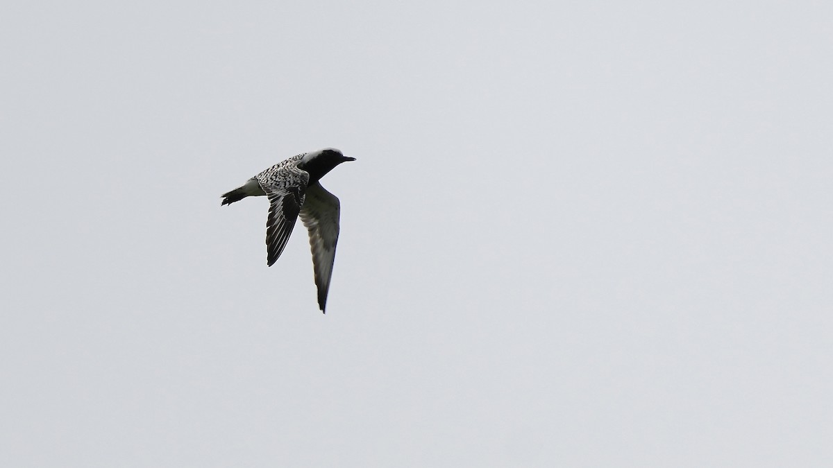 Black-bellied Plover - Sunil Thirkannad