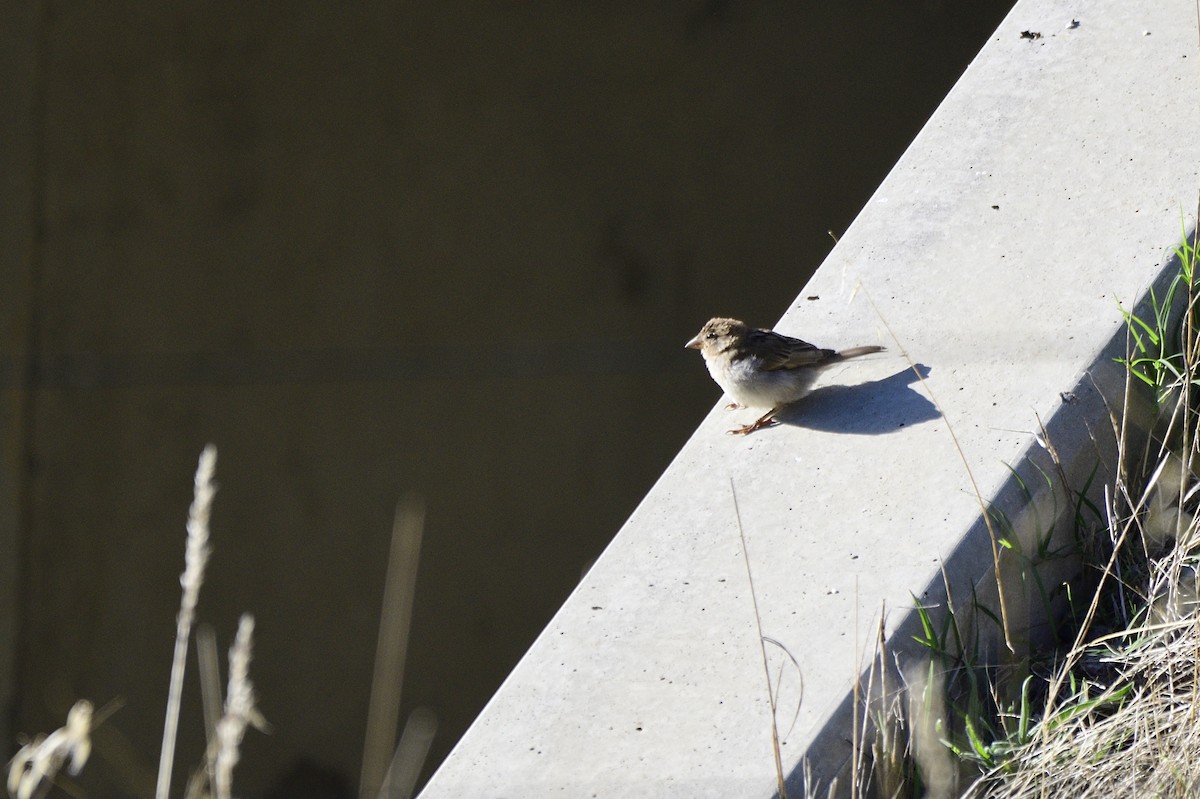 House Sparrow - Ken Crawley