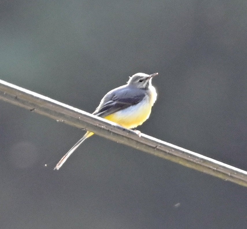 Gray Wagtail - Jake Shorty