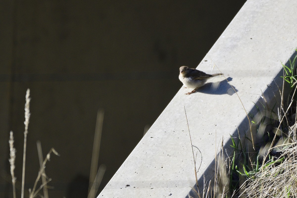 House Sparrow - Ken Crawley