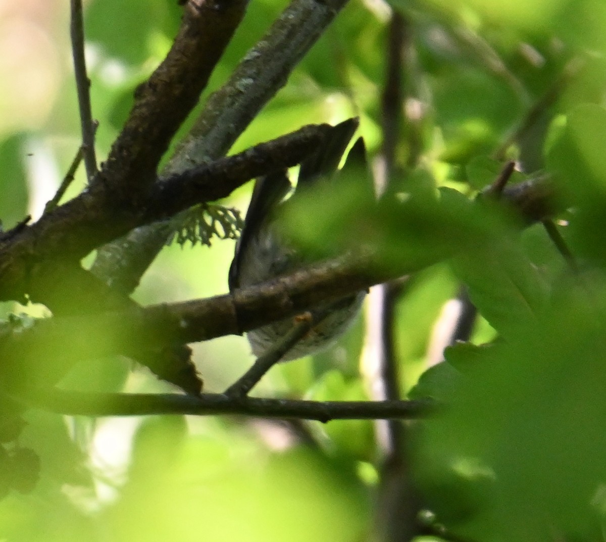 Cetti's Warbler - Jake Shorty