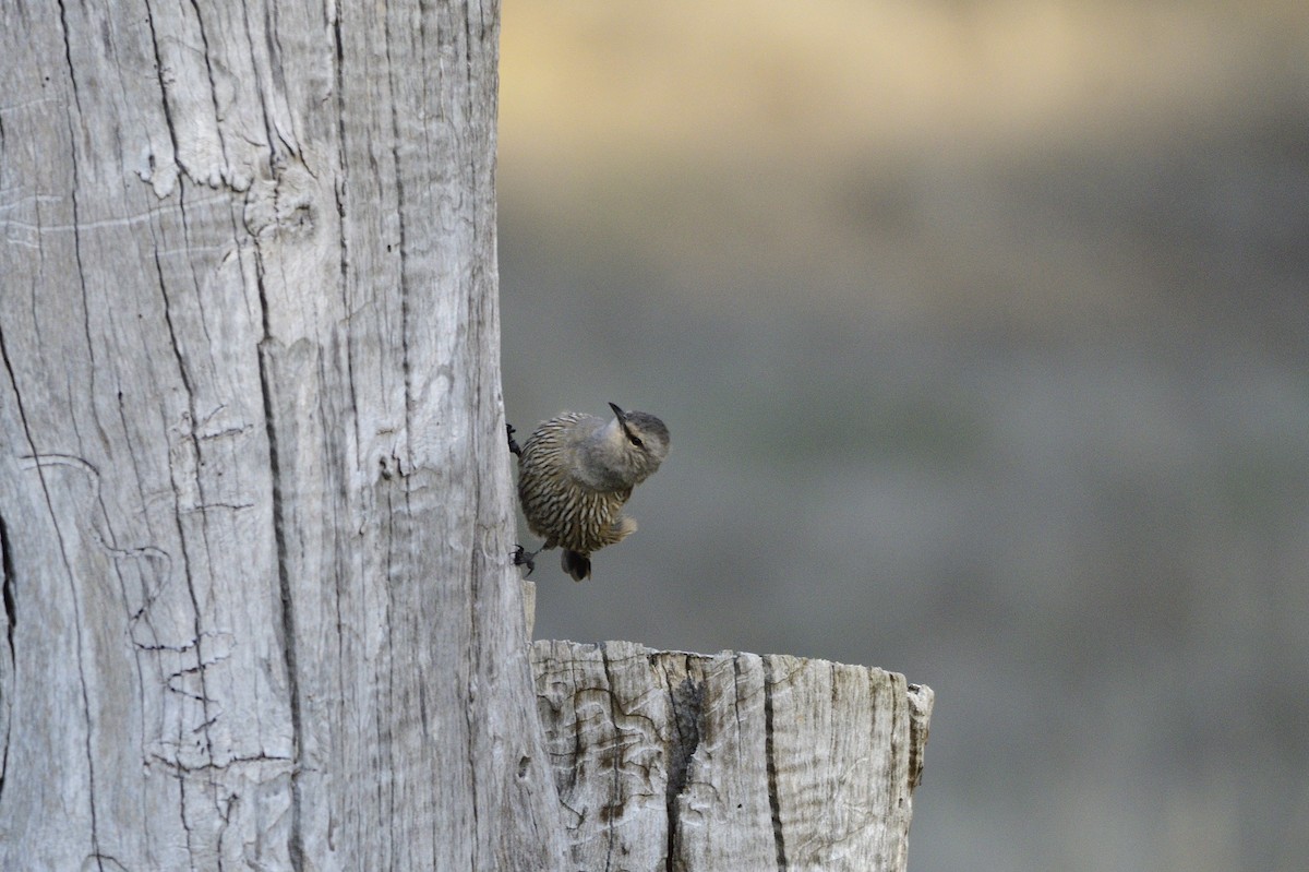 Brown Treecreeper - Ken Crawley