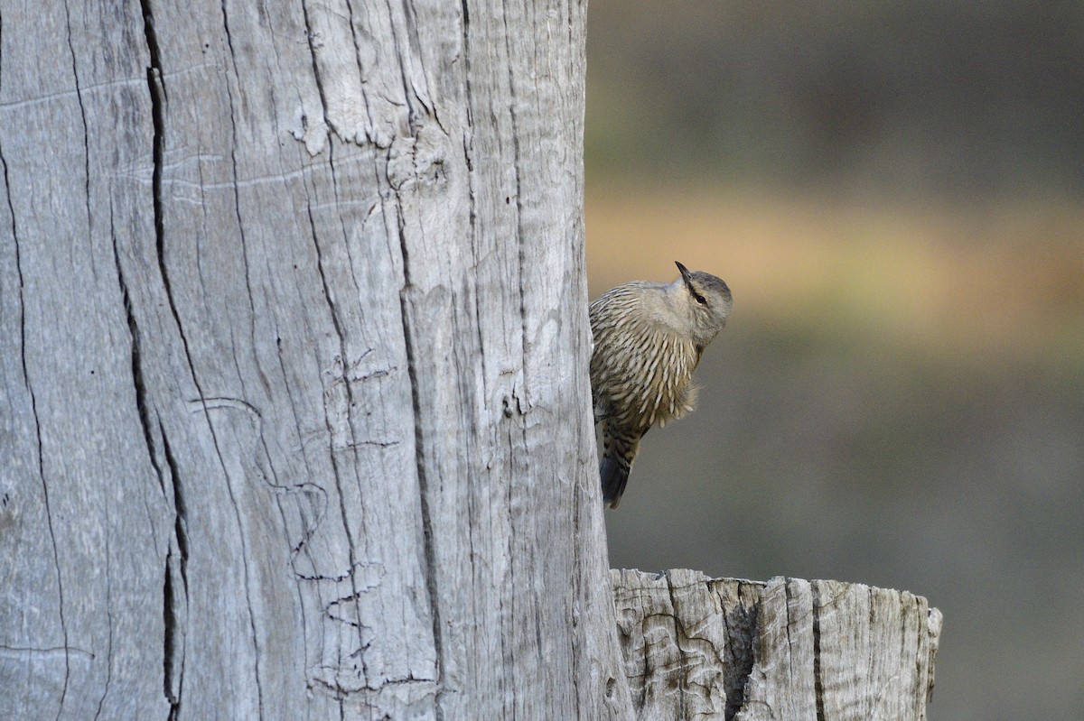 Brown Treecreeper - Ken Crawley