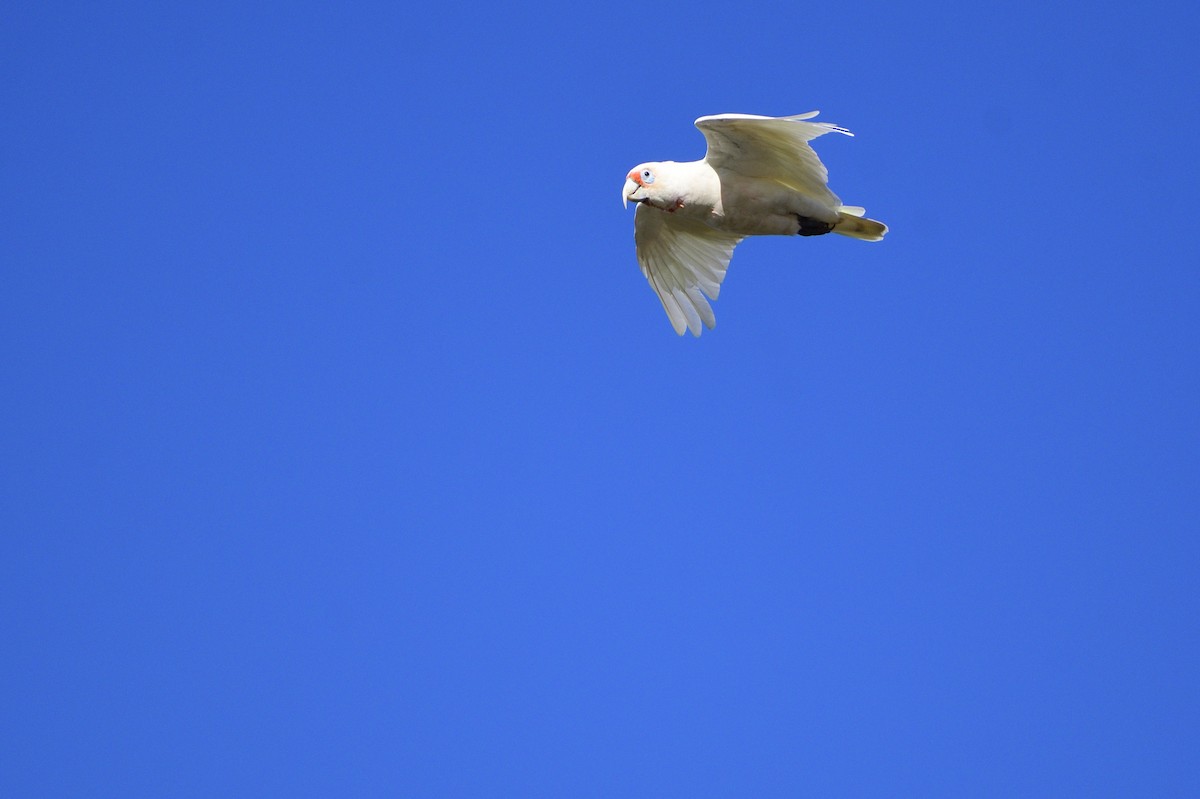 Long-billed Corella - Ken Crawley