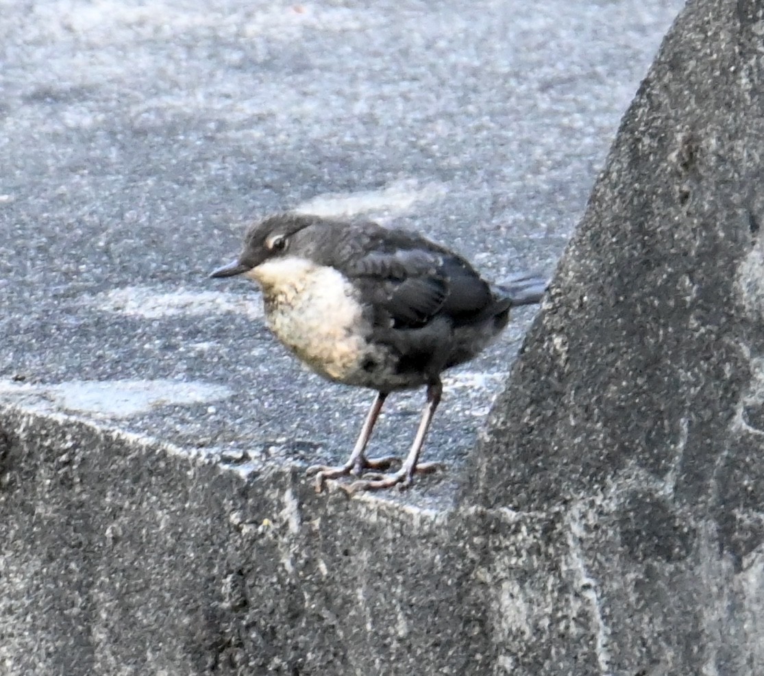 White-throated Dipper - Jake Shorty