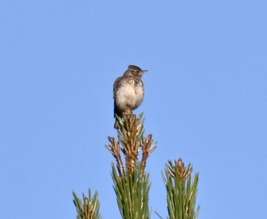 Wood Lark - Jake Shorty