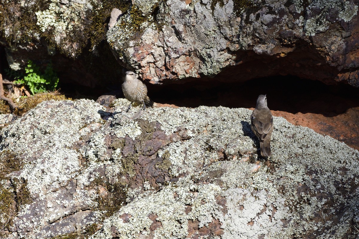 Brown Treecreeper - ML619663835