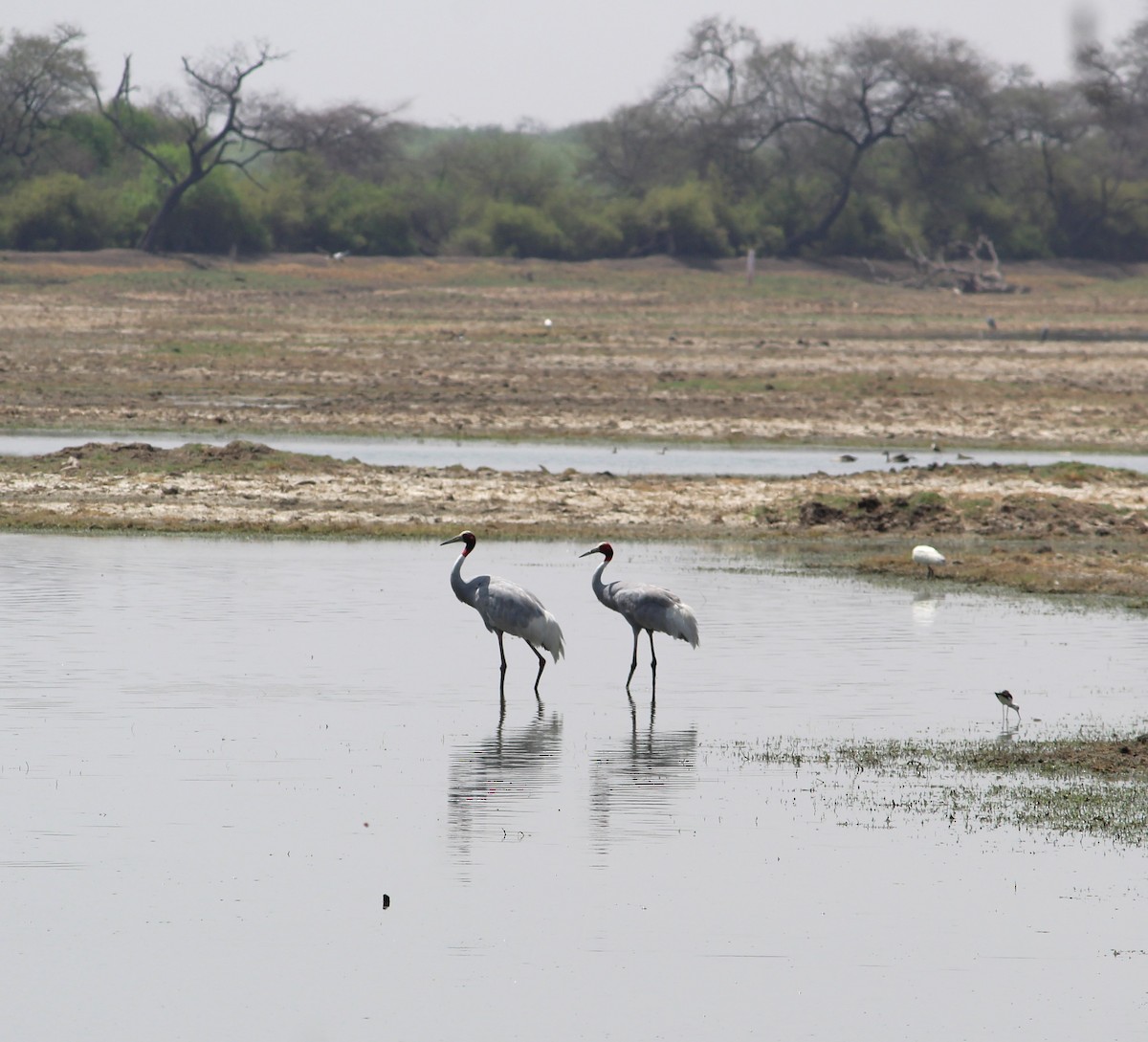 Sarus Crane - ML619663837