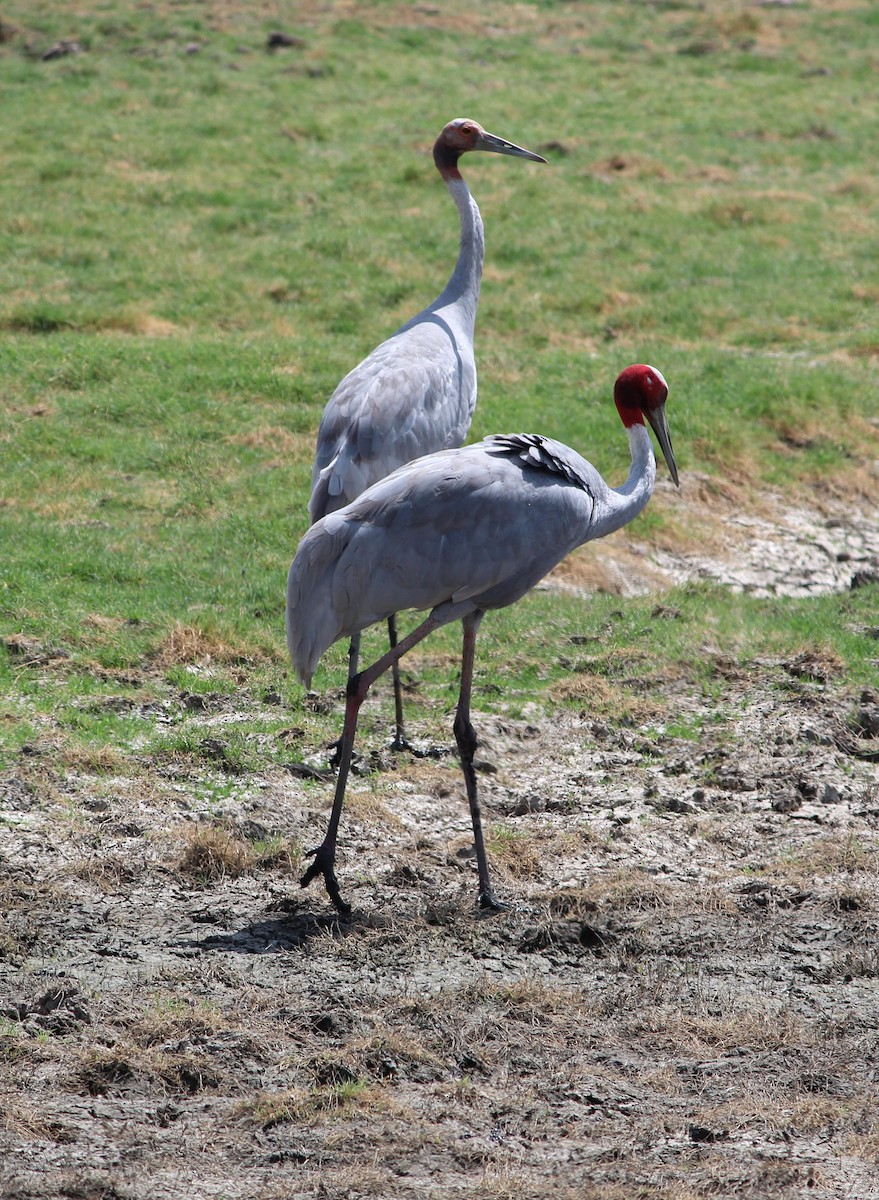 Sarus Crane - ML619663840