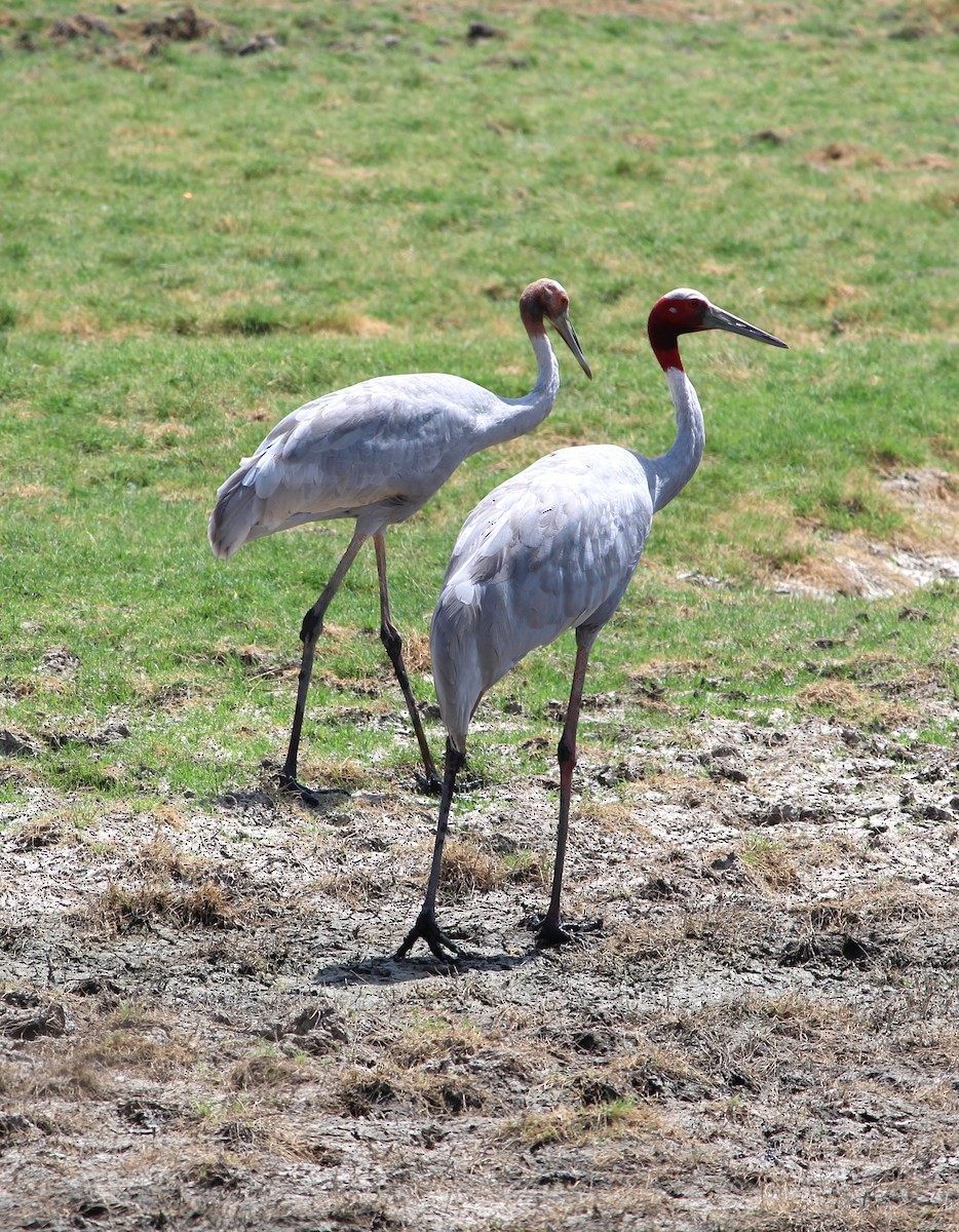 Sarus Crane - Deepak Meena