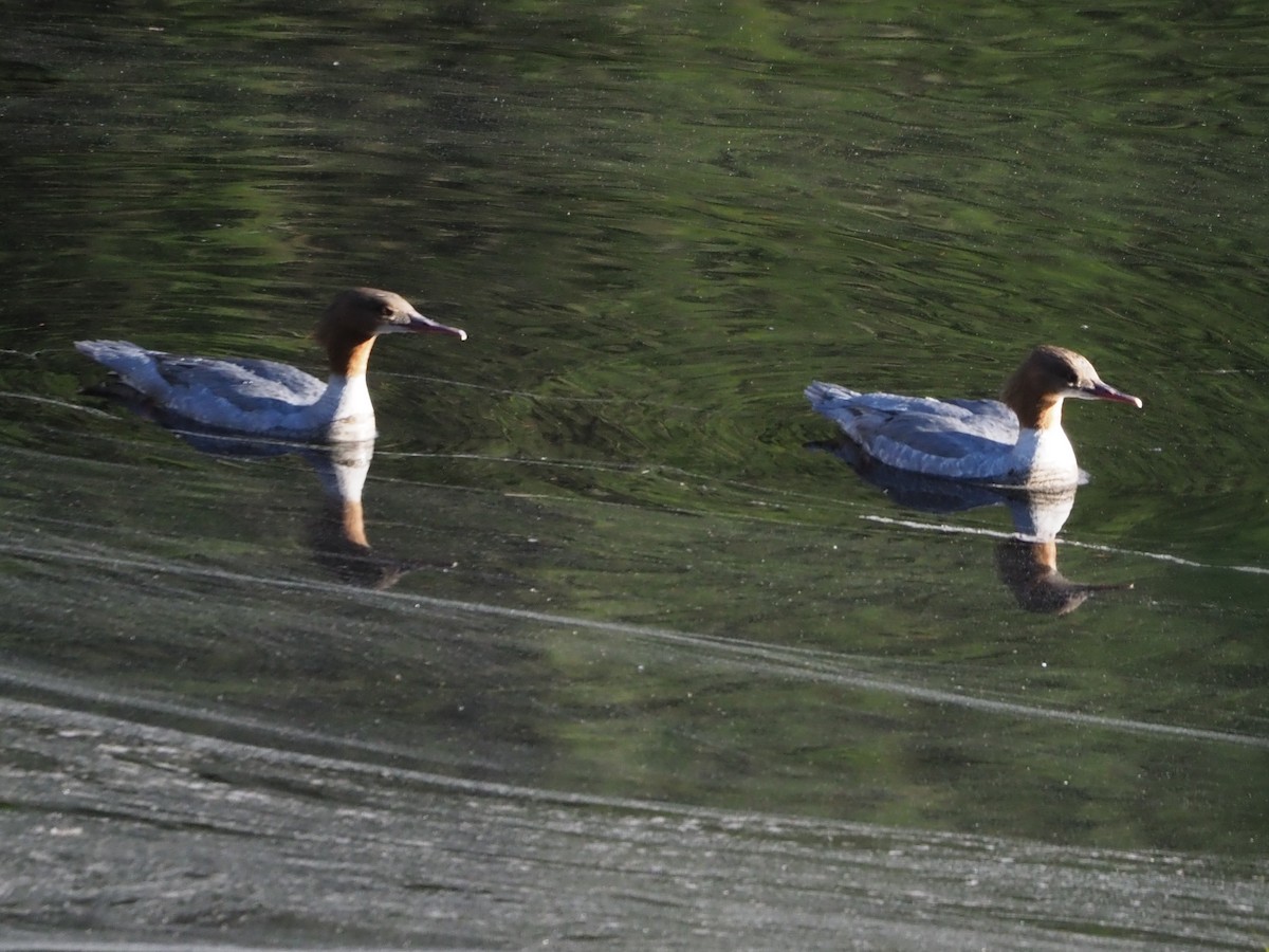 Grand Harle (merganser/orientalis) - ML619663847