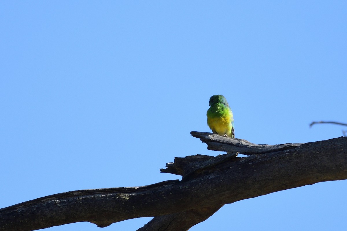 Red-rumped Parrot - Ken Crawley