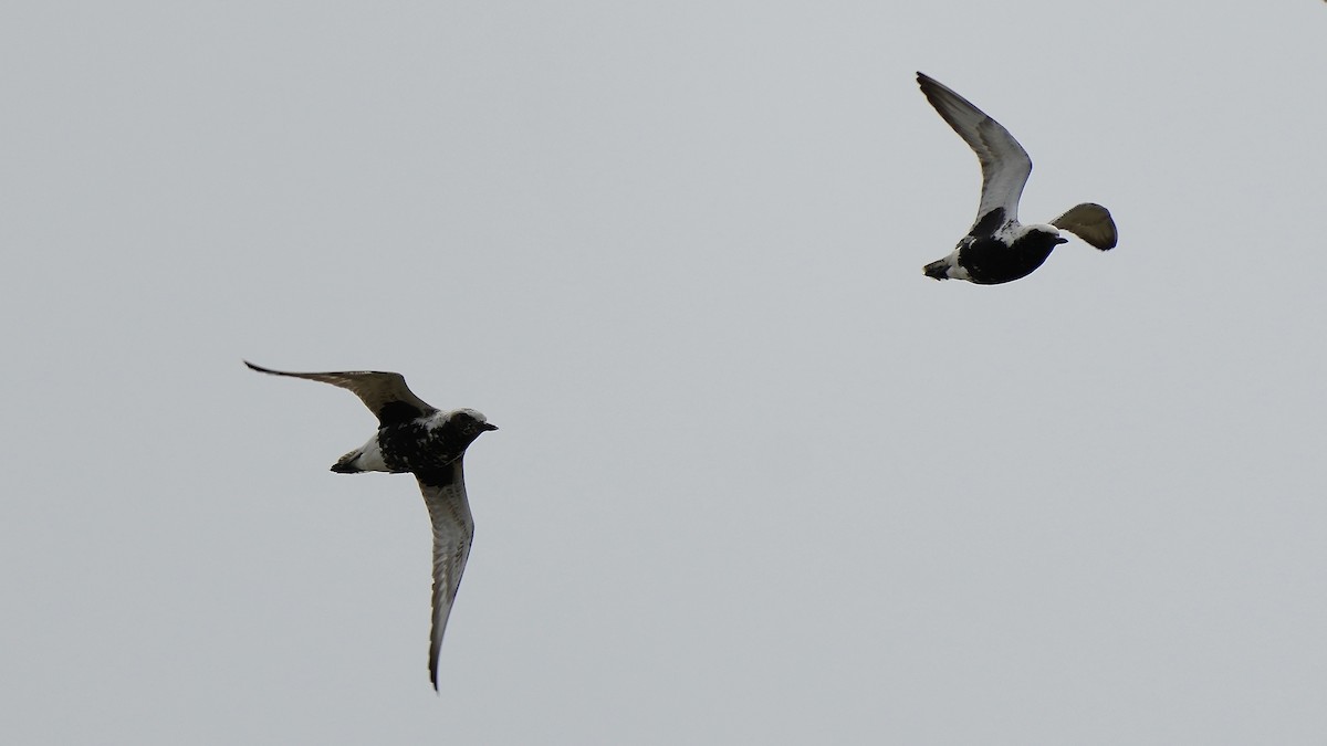 Black-bellied Plover - Sunil Thirkannad