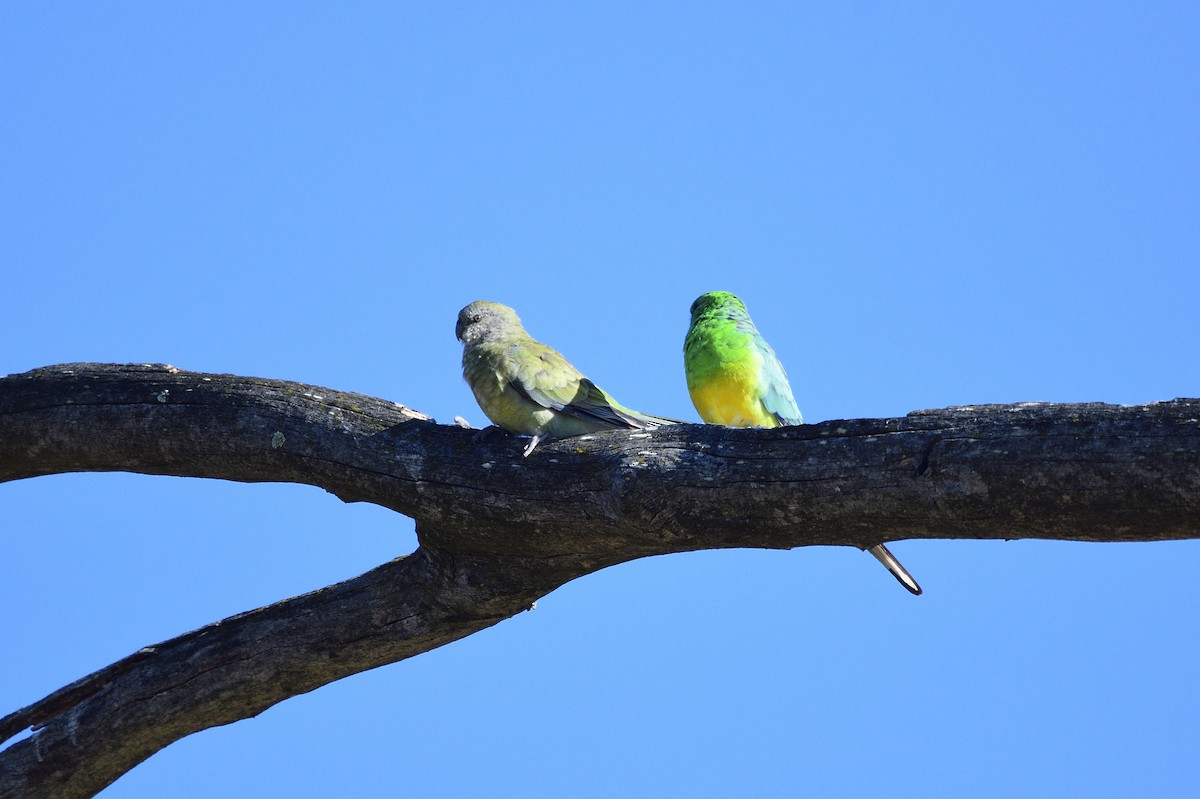 Red-rumped Parrot - Ken Crawley