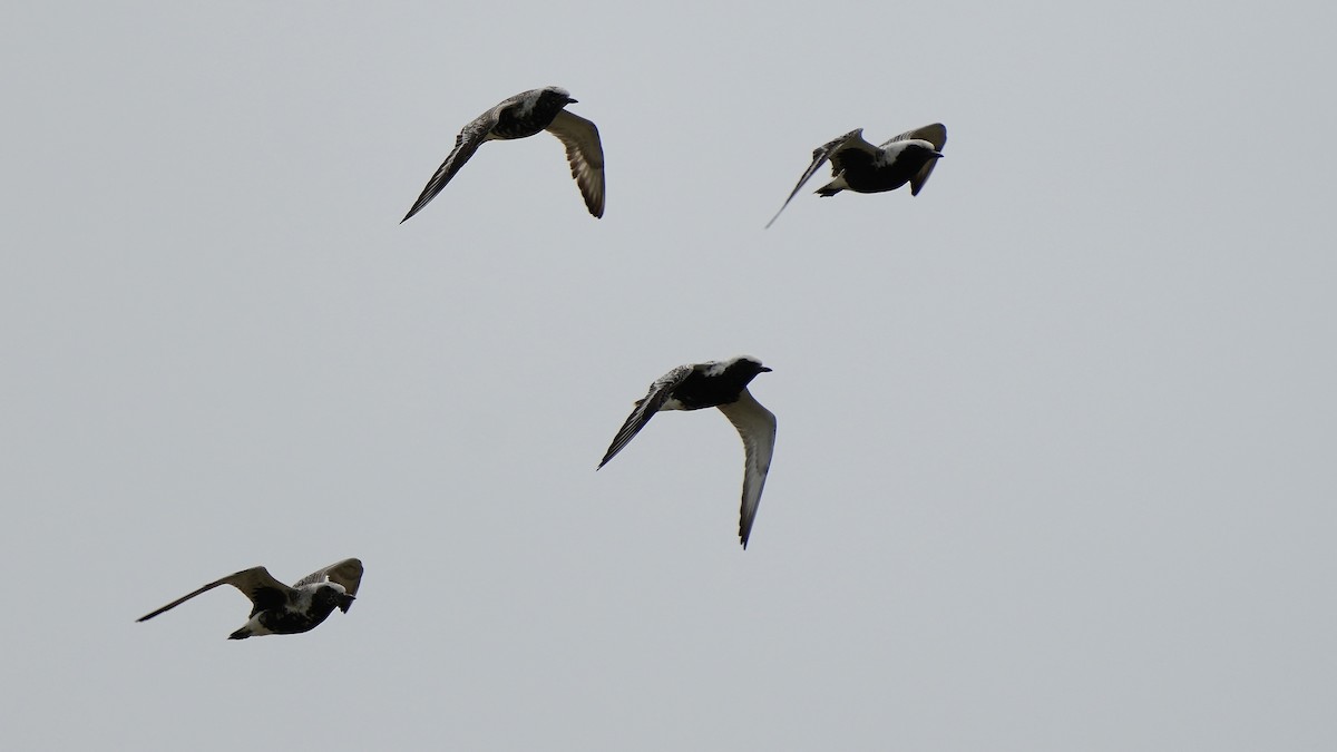 Black-bellied Plover - Sunil Thirkannad