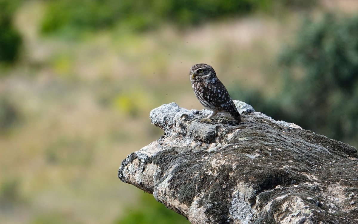 Little Owl - Luís Lourenço